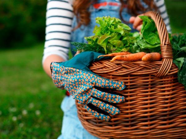 gardening-fresh-vegetables-basket-TS-162359422