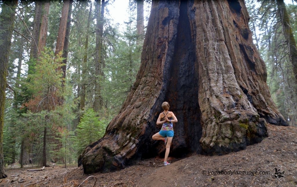 sequoia.jpg